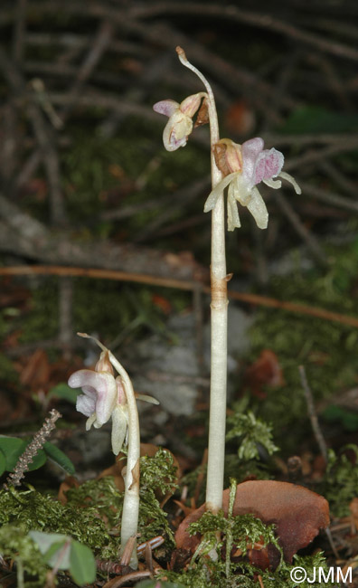 Epipogium aphyllum