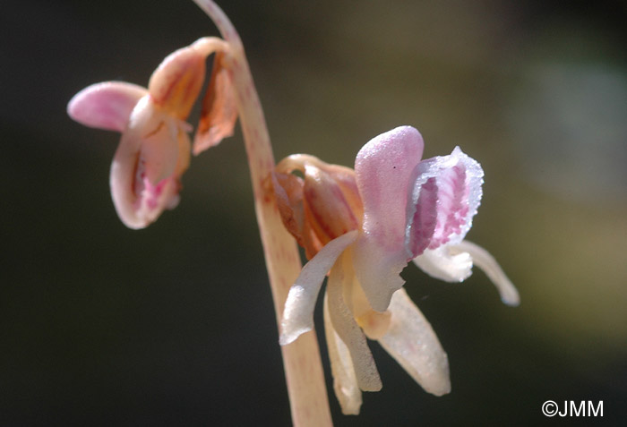 Epipogium aphyllum