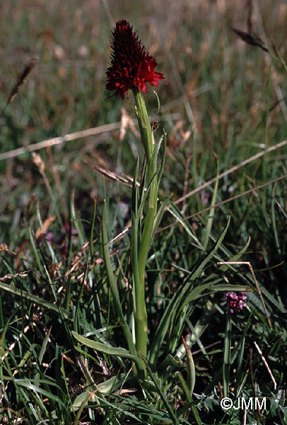 Gymnadenia cenisia