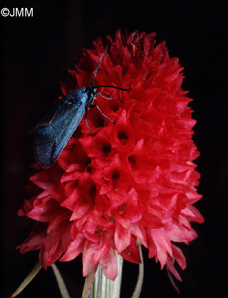 Gymnadenia cenisia