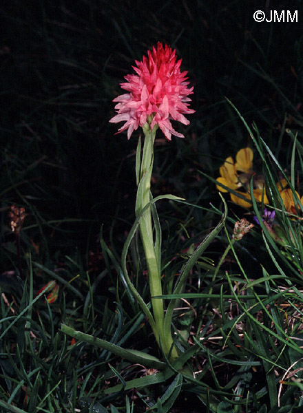 Gymnadenia corneliana