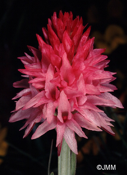 Gymnadenia corneliana