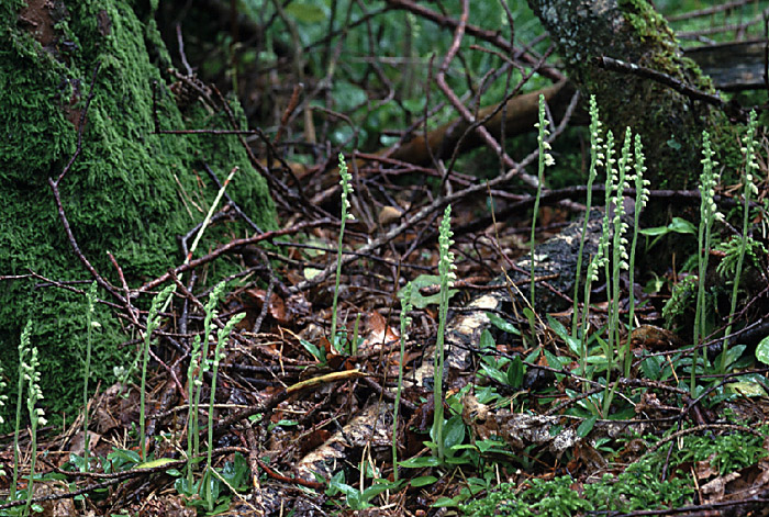 Goodyera repens