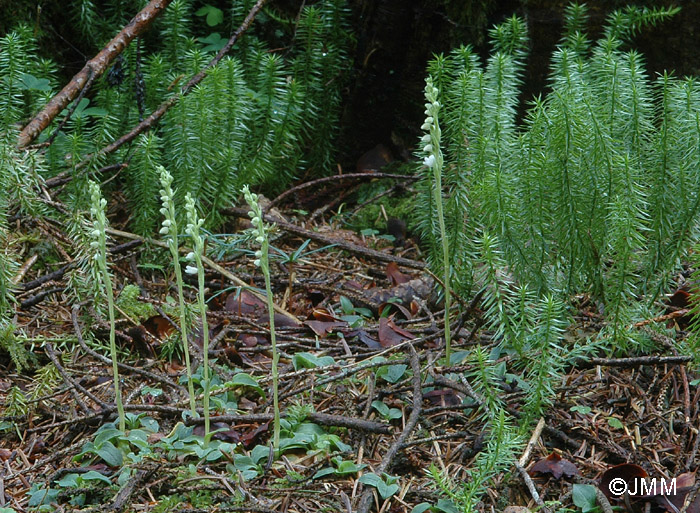 Lycopodium annotinum et Goodyera repens