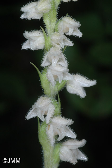 Goodyera repens 