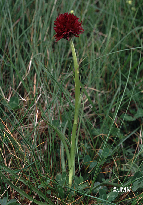 Gymnadenia austriaca var. gallica