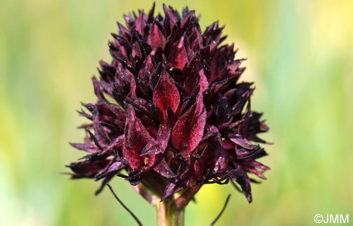 Gymnadenia austriaca var. gallica