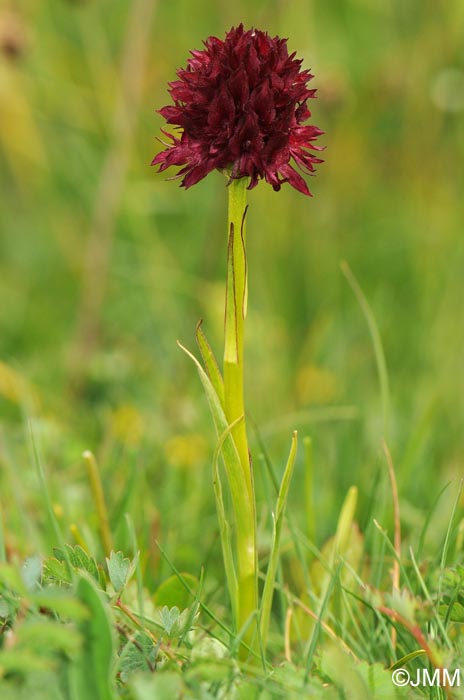 Gymnadenia austriaca var. gallica