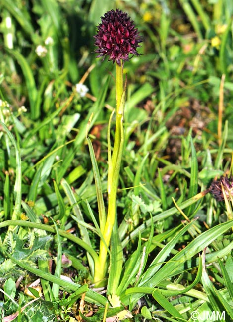 Gymnadenia austriaca var. gallica