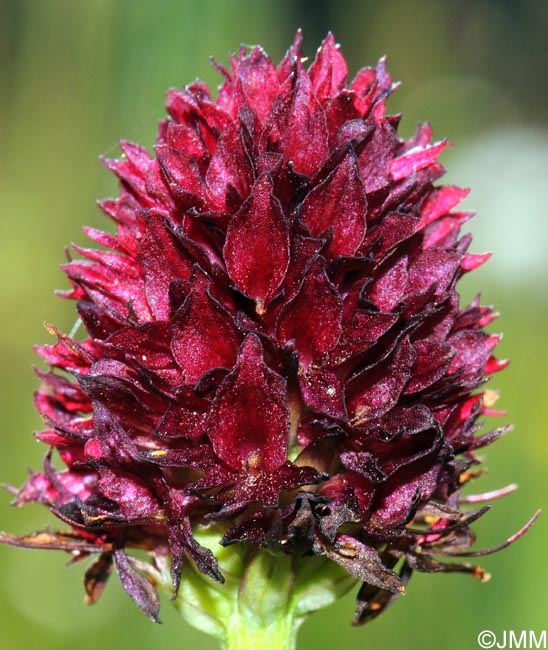 Gymnadenia austriaca var. gallica