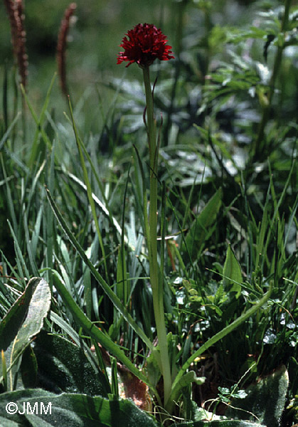 Gymnadenia austriaca var. gallica