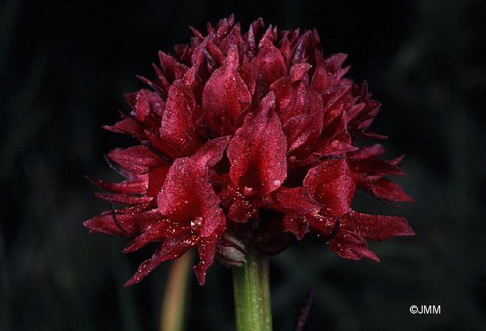 Gymnadenia austriaca var. gallica