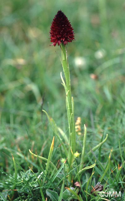 Gymnadenia cenisia 