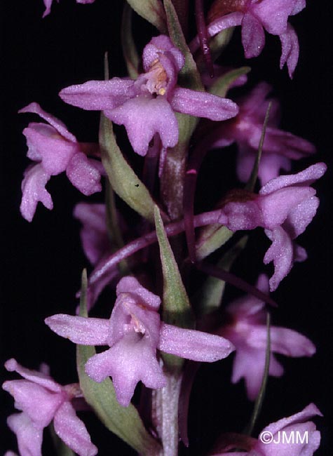 Gymnadenia conopsea var. conopsea