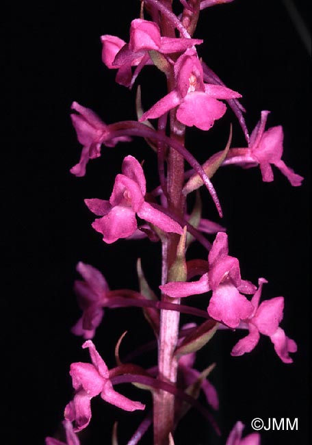 Gymnadenia conopsea var. conopsea