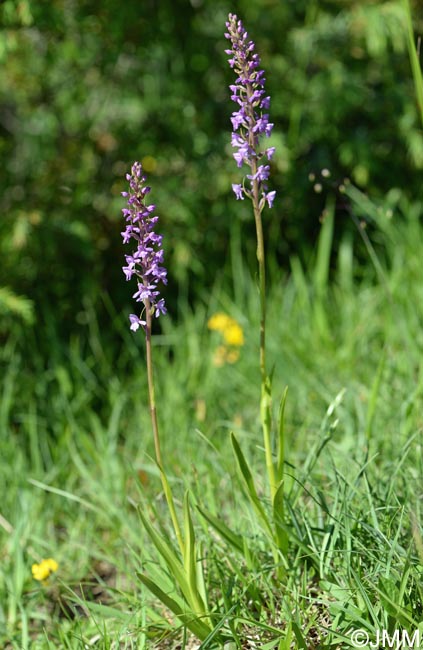 Gymnadenia conopsea var. conopsea