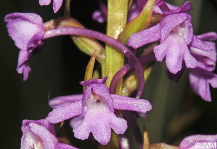 Gymnadenia conopsea var. conopsea