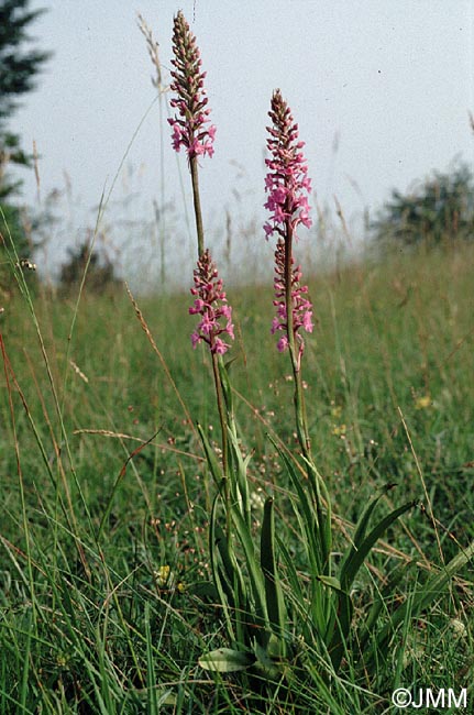 Gymnadenia conopsea var. conopsea