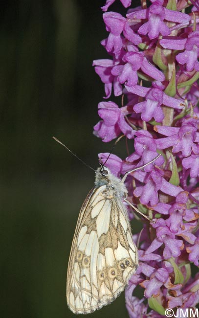 Gymnadenia conopsea var. conopsea