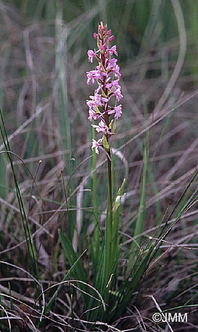 Gymnadenia conopsea var. conopsea