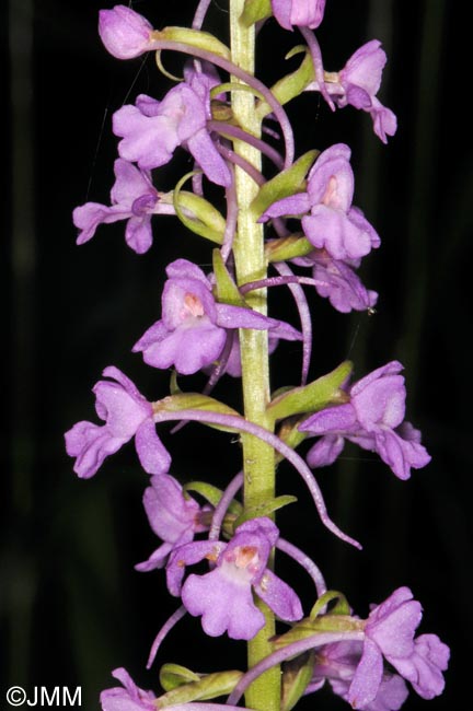 Gymnadenia conopsea var. conopsea