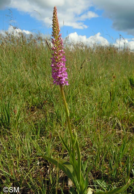 Gymnadenia conopsea var. conopsea