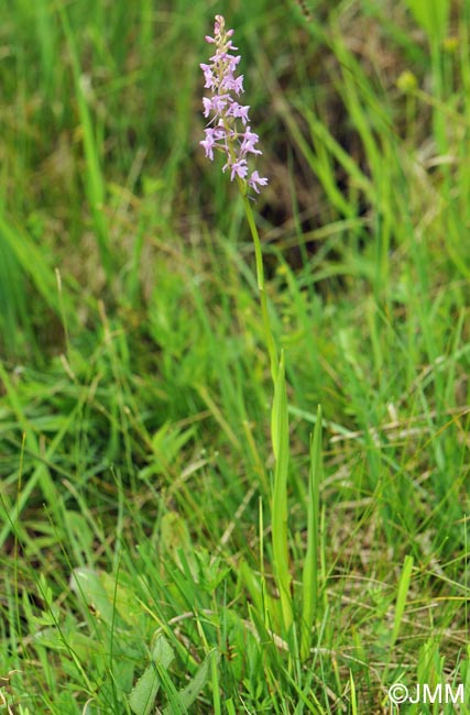 Gymnadenia conopsea var. conopsea