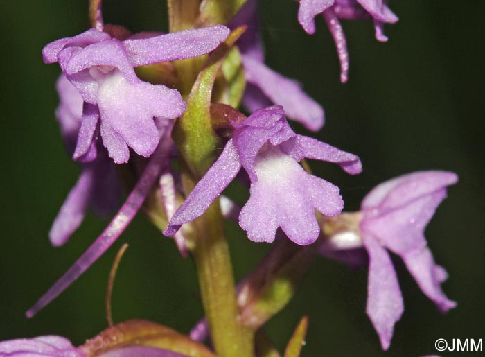 Gymnadenia conopsea var. conopsea