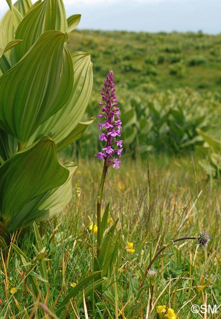 Gymnadenia conopsea var. conopsea & Veratrum album