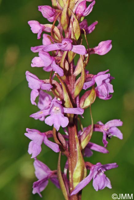 Gymnadenia conopsea var. conopsea