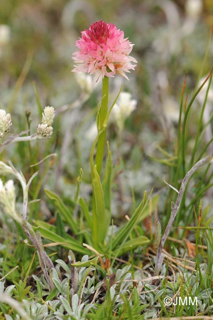 Gymnadenia corneliana