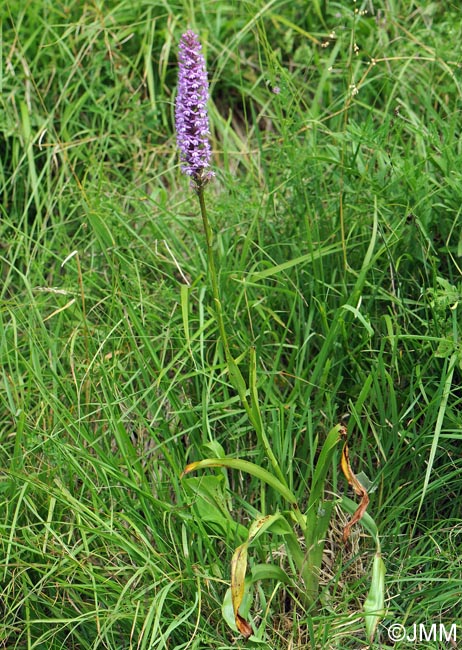 Gymnadenia conopsea var. densiflora