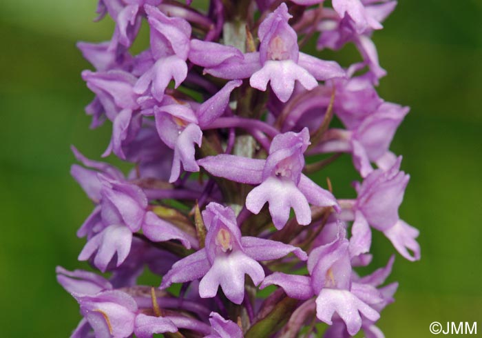 Gymnadenia conopsea var. densiflora