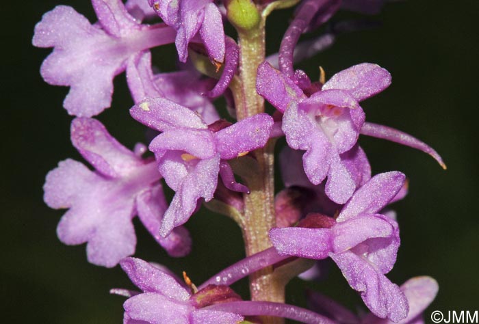 Gymnadenia conopsea var. densiflora