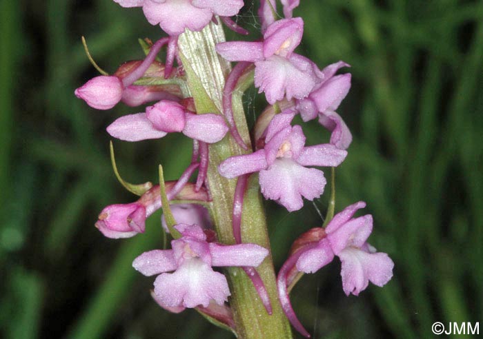 Gymnadenia conopsea var. densiflora