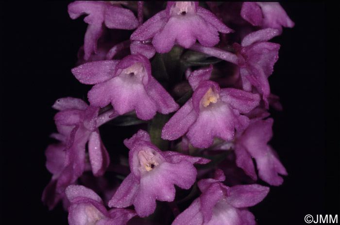 Gymnadenia conopsea var. densiflora