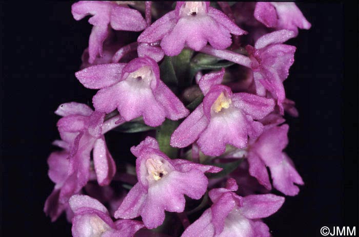 Gymnadenia conopsea var. densiflora