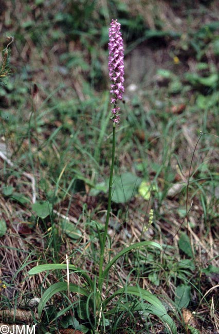 Gymnadenia conopsea var. densiflora