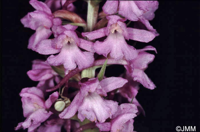 Gymnadenia conopsea var. densiflora