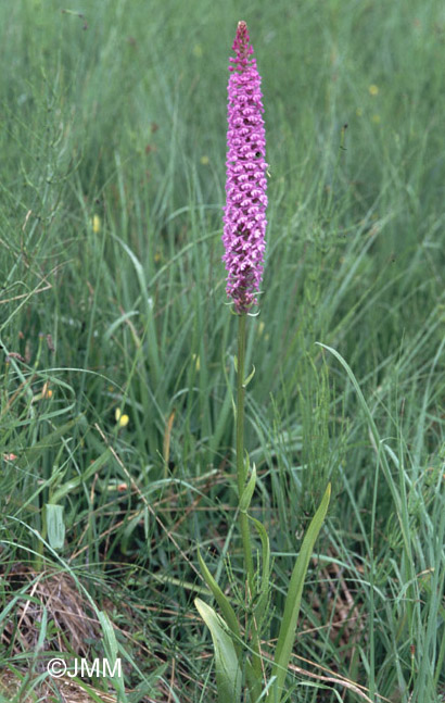 Gymnadenia conopsea var. densiflora