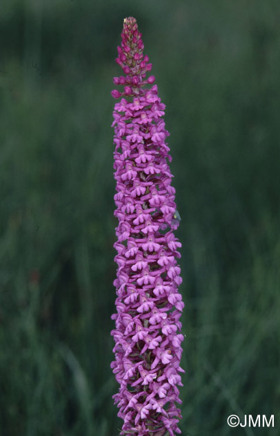 Gymnadenia conopsea var. densiflora