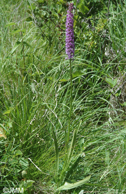 Gymnadenia conopsea var. densiflora