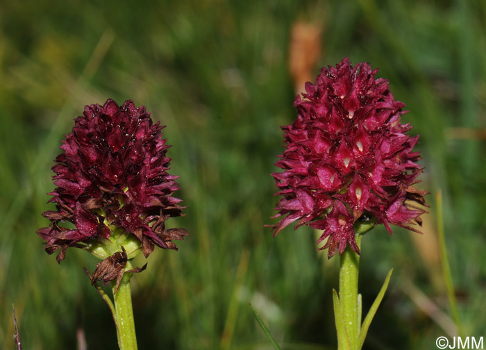 Gymnadenia gabasiana