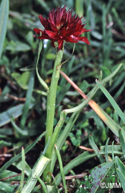 Gymnadenia mauriennsis = Nigritella mauriennsis