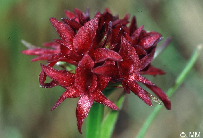 Gymnadenia mauriennsis = Nigritella mauriennsis