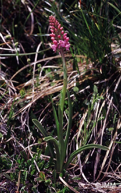 Gymnadenia odoratissima