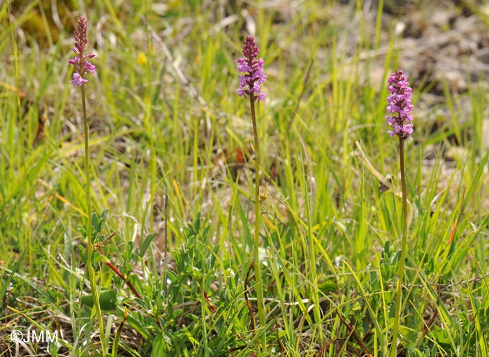 Gymnadenia odoratissima