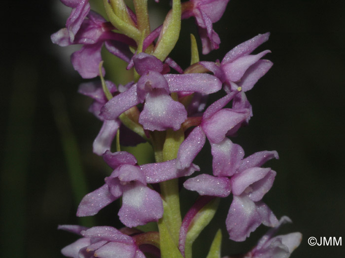 Gymnadenia pyrenaica