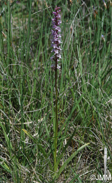 Gymnadenia pyrenaica