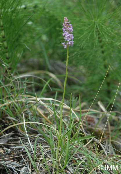 Gymnadenia pyrenaica